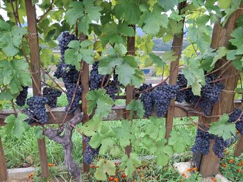 VABILO na predavanje o varstvu in prehrani vinske trte