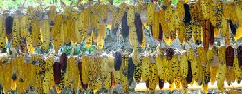 LIČKANJE KORUZE V ŠENTLOVRENCU