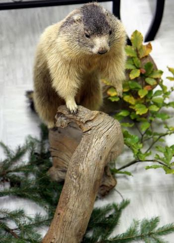 Utrip domoznanstva: Lovska družina Vransko se predstavi