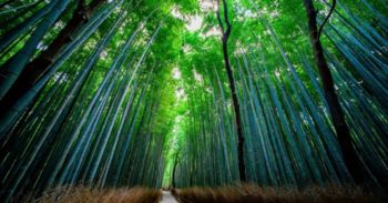 Zvok gonga in tibetanskih skled prinaša harmonijo