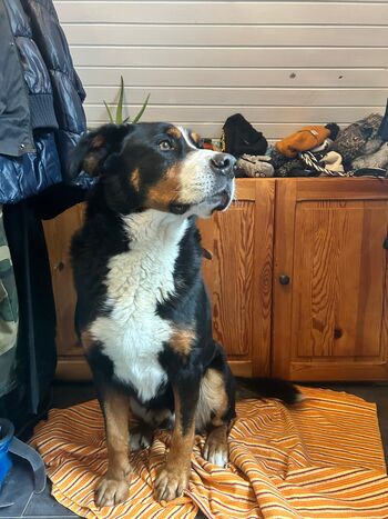 Ali kdo pogreša psa?