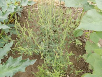 Odstranimo ambrozijo