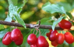 Mazilo iz drena (cornus mas)