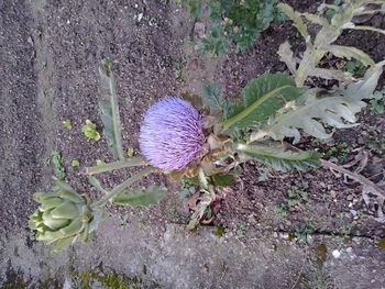 Tinktura za čiščenje, razstrupitev telesa.