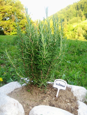 Tinktura iz rožmarina 50ml, Janeza Javorskega.