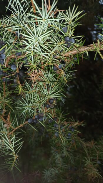 Brin (Juniperus communis )