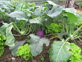 POZIV učencem in dijakom za prevzem  brezplačnega toplega obroka v času organiziranega izobraževanja na daljavo