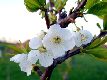 Obvestilo o izdaji odločb o finančni pomoči za odpravo posledic škode zaradi pozebe v letu 2021 oškodovancem Obvestilo o izdaji odločb o finančni pomoči za odpravo posledic škode zaradi pozebe v letu 2021 oškodovancem