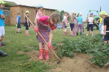 OŠ Cirkovce – učenci na njivi