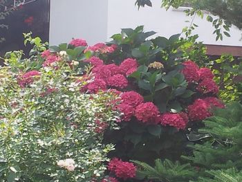 Barvito na balkonih in terasah