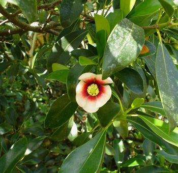 Rešimo težave na rastlinah