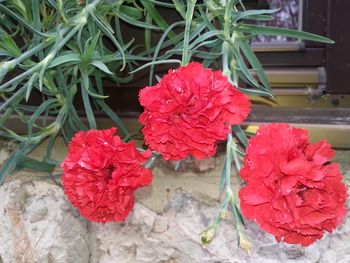 Predavanje o vzgoji in negi gorenjskih nageljnov