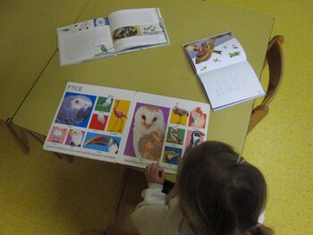 Ali ptice pojejo, čivkajo, žgolijo, se pogovarjajo ... ? Ali ptice pojejo, čivkajo, žgolijo, se pogovarjajo ... ?