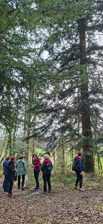 ZMENKARIJE: Drevesa v našem kraju ZMENKARIJE: Drevesa v našem kraju