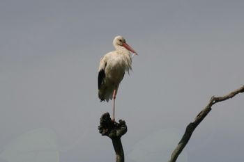 Štorklje na Gorenjskem