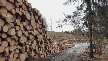 Javna razgrnitev osnutka gozdnogospodarskega načrta