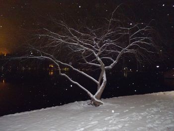 Vrba lepotica Vrba lepotica