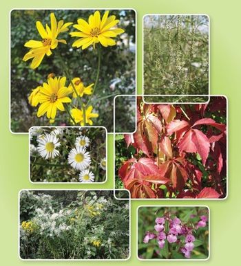 Tujerodne invazivne rastline in njihova uporaba v ljudskem zdravilstvu Tujerodne invazivne rastline in njihova uporaba v ljudskem zdravilstvu