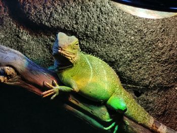 Razstava: Čudovite živali na Bledu