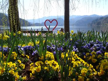 Koronavirus: Pomlad na Bledu