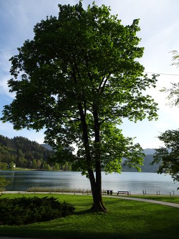 Gostje se bodo vrnili na Bled