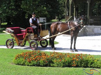 Fijakerji se vračajo 12. maja