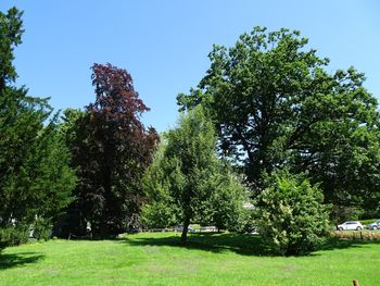 Mogočna drevesa v blejskih parkih