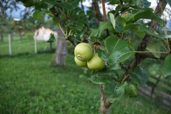 Akcija zasaditve novih dreves hrušk – tepk v Zasipu Akcija zasaditve novih dreves hrušk – tepk v Zasipu