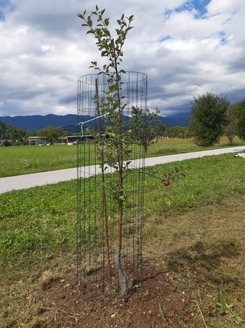 Življenje za življenje Življenje za življenje