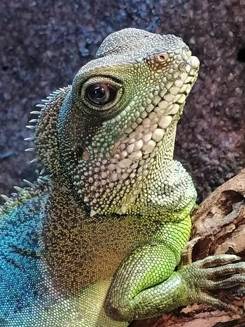 Čudovite živali potrebujejo pomoč