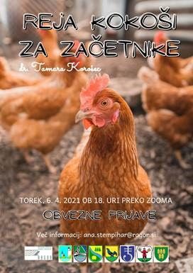 Predavanje o reji kokoši