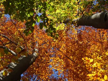Razstava: Mogočna drevesa v blejskih parkih