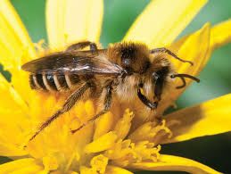 Praznovanje 4. svetovnega dne čebel