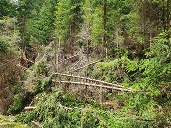 Gozdove je prizadel snegolom