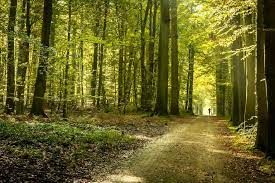 Razglašena velika požarna ogroženost naravnega okolja