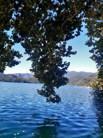 Najzanimivejše drevo leta 2023 je mogočna platana