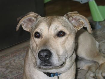 Psi na javnih površinah