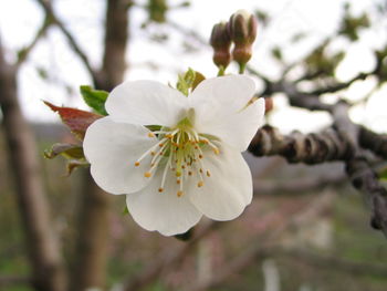 Sredi junija bo na Primskovem praznik češenj
