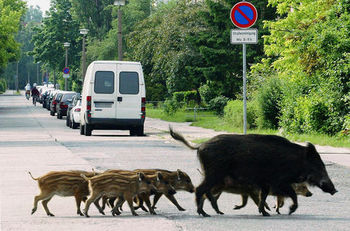 Lovska družina Vojnik o izvajanju aktivnosti lovcev v lovišču