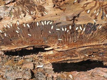 Obvestilo lastnikom gozdov!