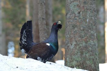SAMOSTOJNA RAZSTAVA FOTOGRAFIJ ROMANA ABRAHAMA "KO NARAVA ZAŽIVI" SAMOSTOJNA RAZSTAVA FOTOGRAFIJ ROMANA ABRAHAMA "KO NARAVA ZAŽIVI"