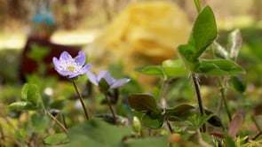 Zeleni vikend v Bohinju