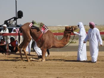 Združeni arabski emirati v času študija