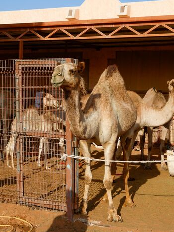 Trije pozabljeni biseri Združenih arabskih Emiratov Trije pozabljeni biseri Združenih arabskih Emiratov