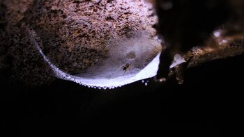 SVETLOBA, NARAVA IN PAJKI SVETLOBA, NARAVA IN PAJKI