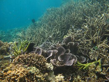 NAŠA PROSTOVOLJKA NA FILIPINIH