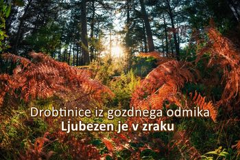 Moč gozda - Ljubezen je v zraku