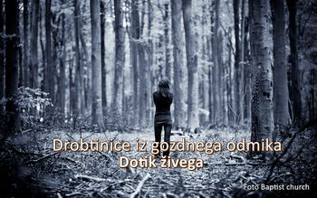 Drobtinice iz gozdnega odmika - Dotik živega