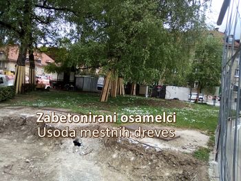 Zabetonirani osamelci - Usoda mestnih dreves