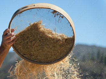 Velika žetev - Sem zrno ali pleve?